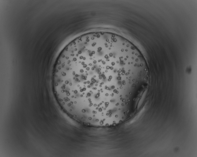 X0000100841533200807180908