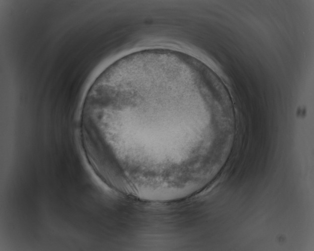 X0000100841536200807180908