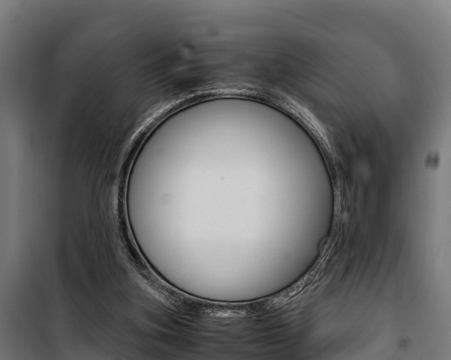 X0000100850155200806200810