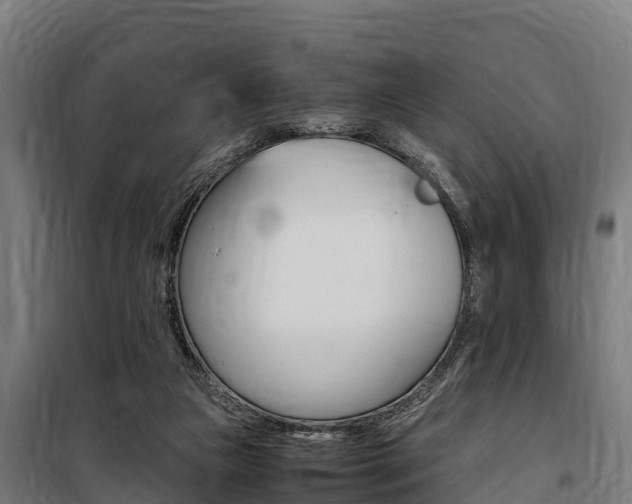 X0000100850161200806200810