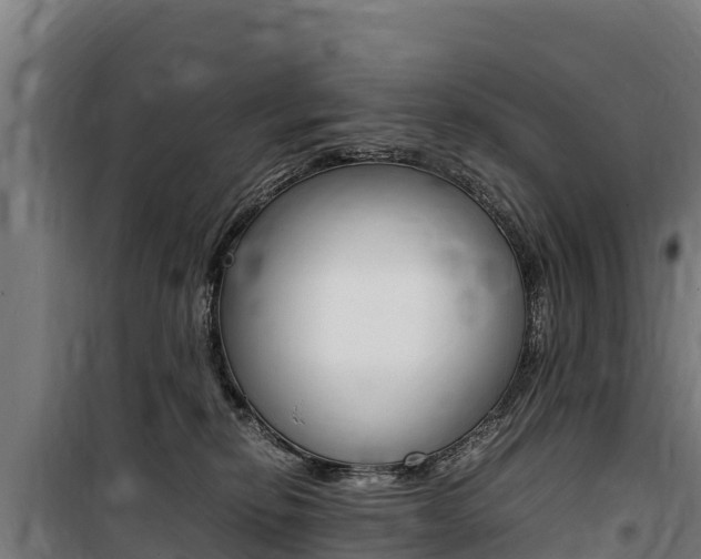 X0000100850278200806200809