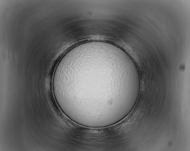 X0000100850347200806200807