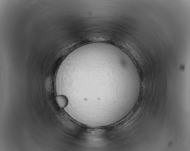 X0000100850359200806200807