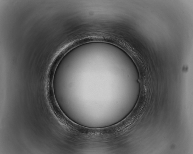X0000100850728200806200801