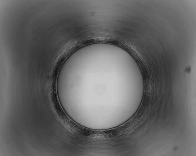 X0000100850738200806200801