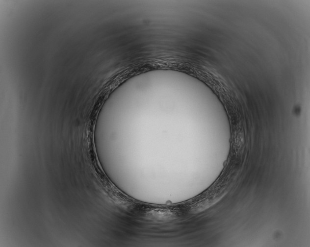 X0000100850749200806200802