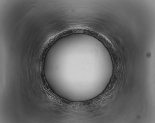 X0000100850775200806200801