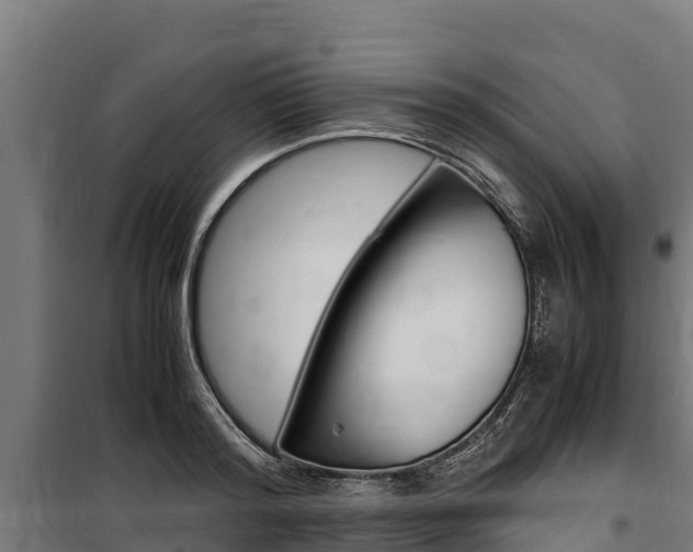 X0000100850796200806200801