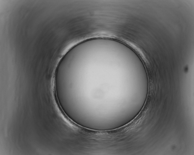 X0000100851383200806200752