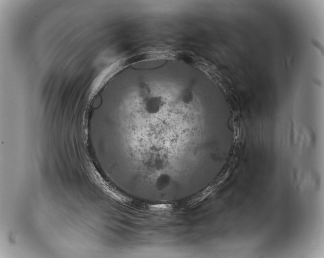 X0000100850053200806201224