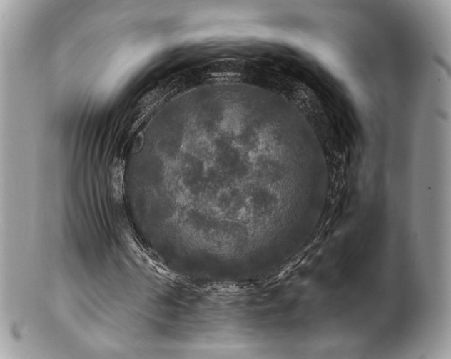 X0000100850194200806201222
