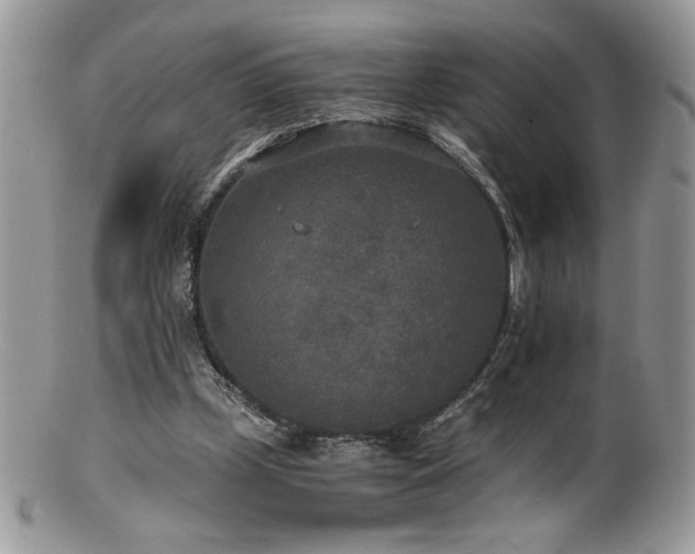 X0000100850249200806201221