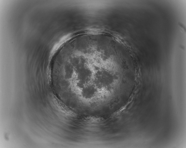 X0000100850343200806201219