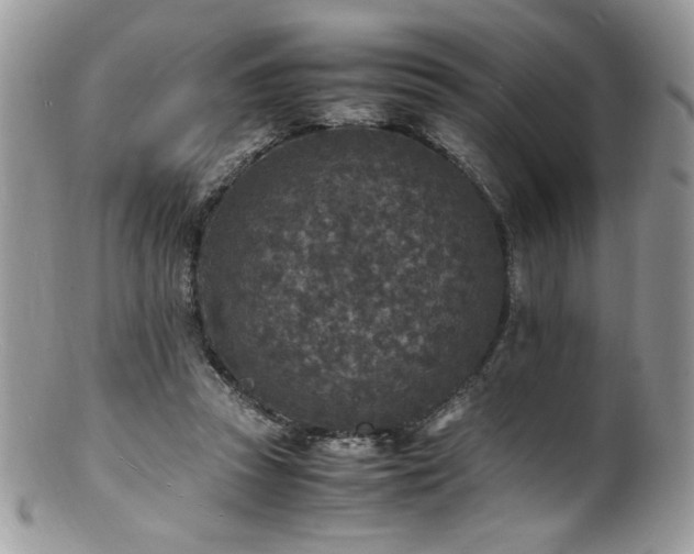 X0000100850353200806201220