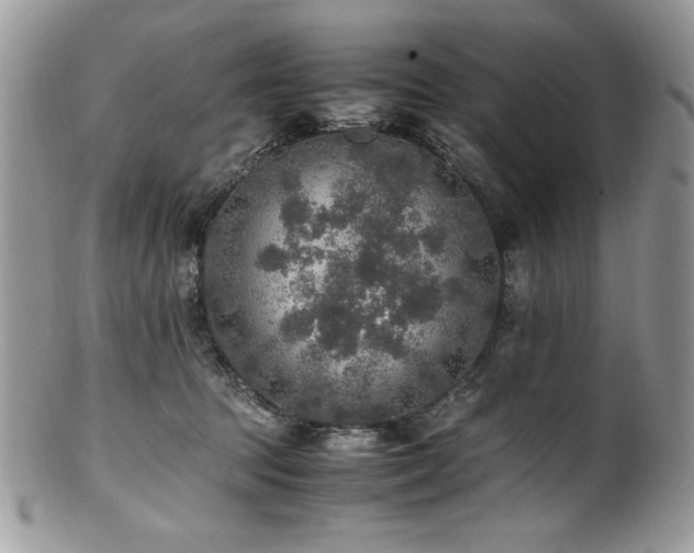 X0000100850369200806201220