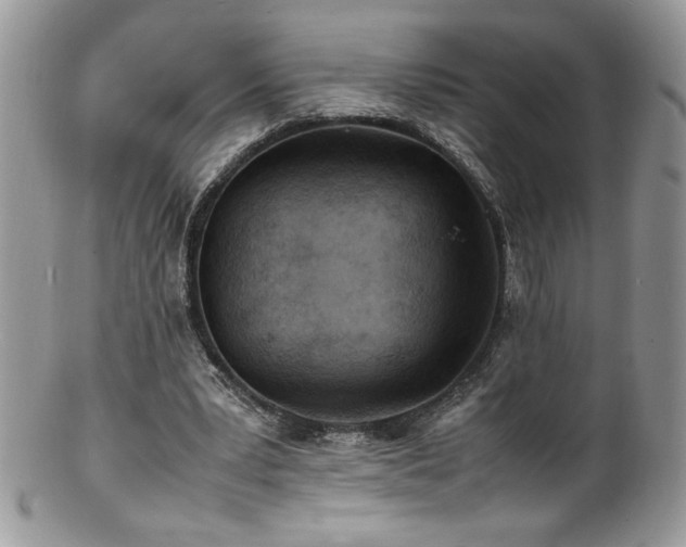 X0000100850391200806201219