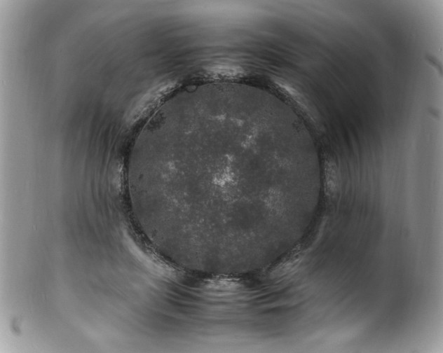 X0000100850451200806201218