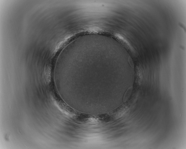 X0000100850496200806201218