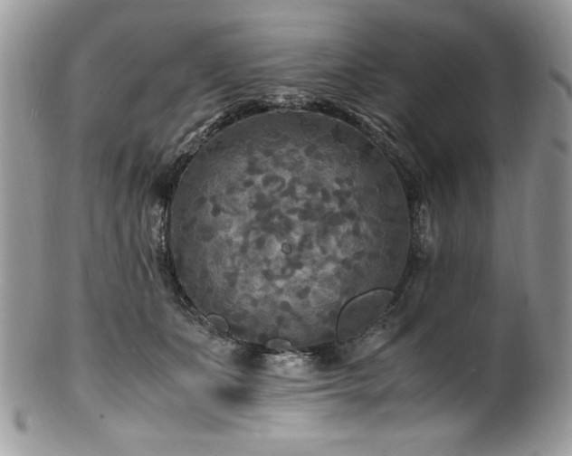 X0000100850511200806201217
