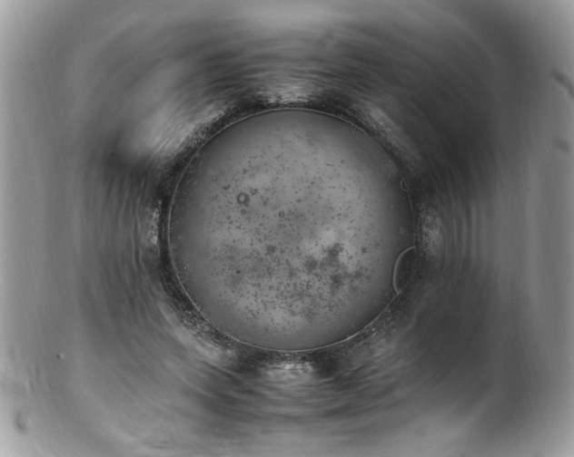 X0000100850543200806201216