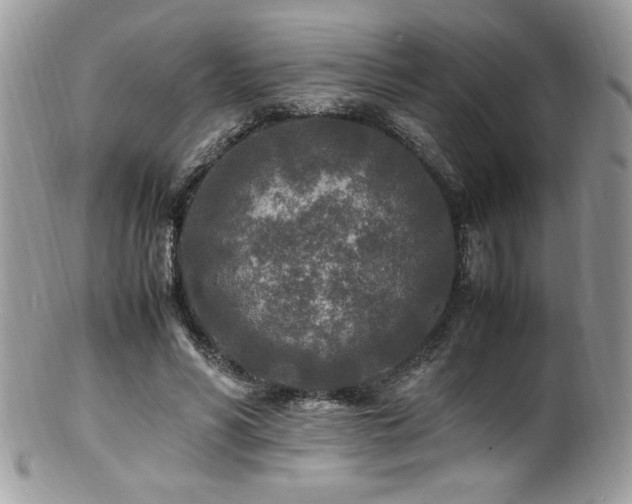 X0000100850590200806201216