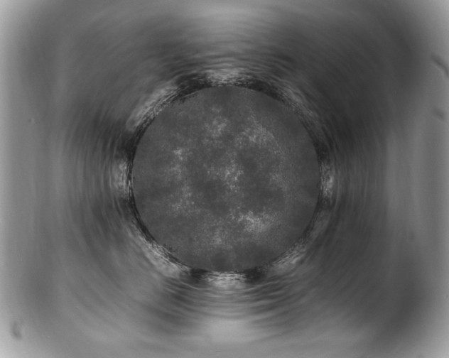 X0000100850670200806201215