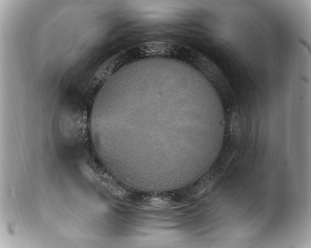 X0000100850737200806201213