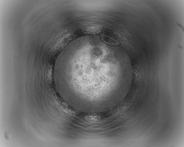 X0000100850745200806201213