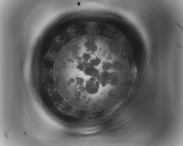 X0000100850765200806201214