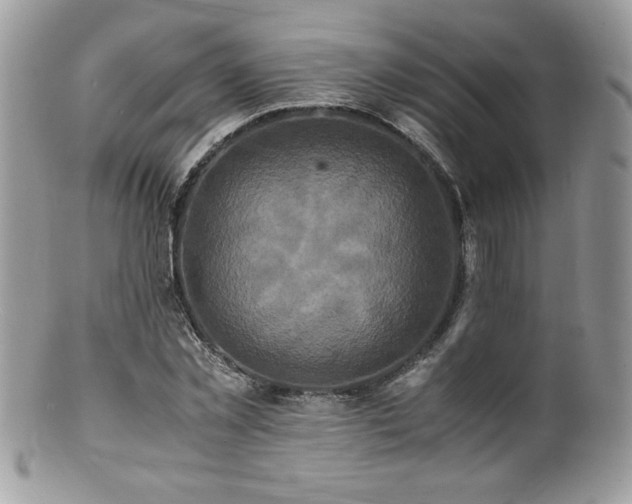 X0000100850781200806201213