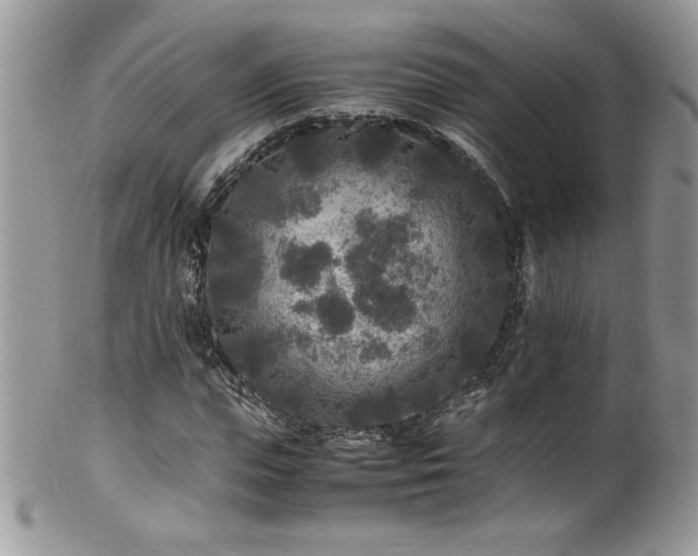 X0000100850823200806201212