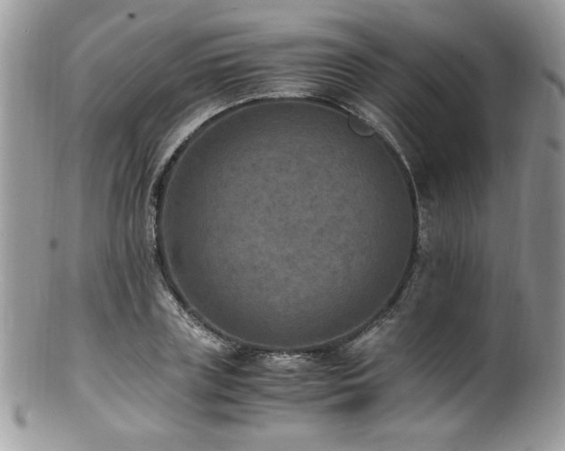 X0000100850835200806201212