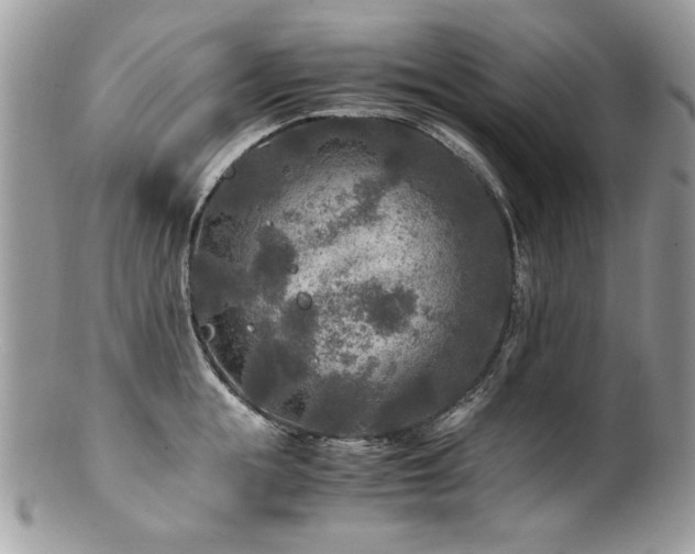 X0000100850855200806201212