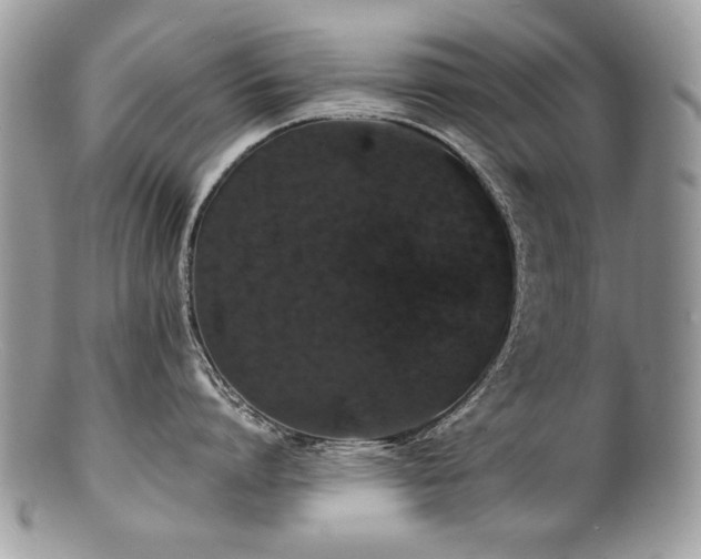X0000100850864200806201212