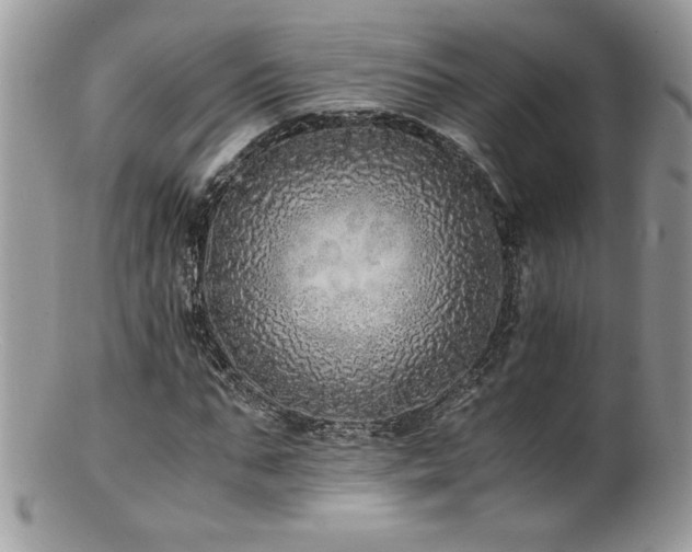 X0000100850871200806201211