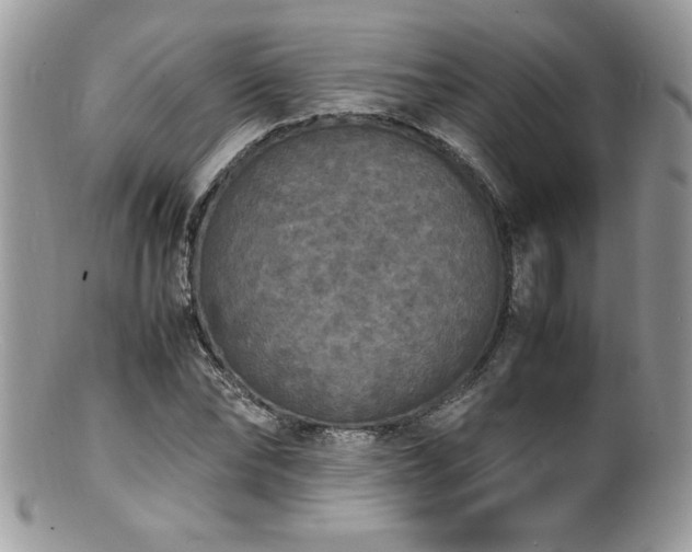 X0000100850878200806201211