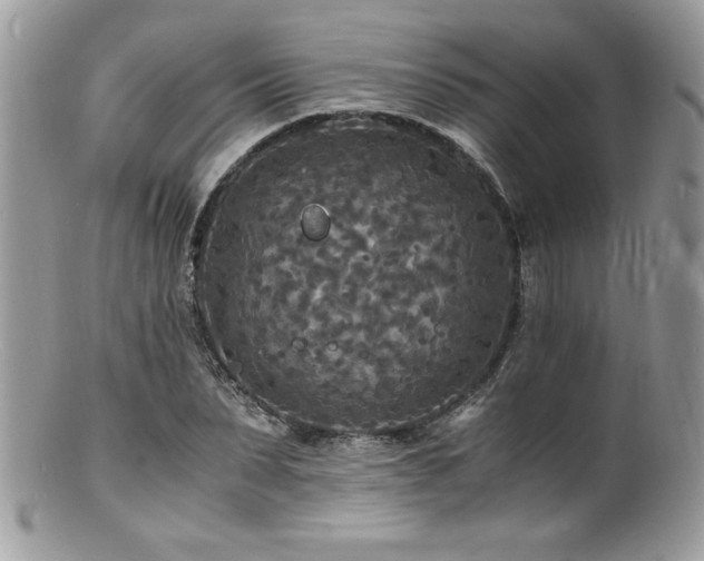X0000100850879200806201211