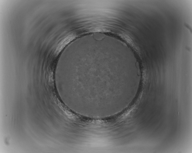 X0000100850881200806201211