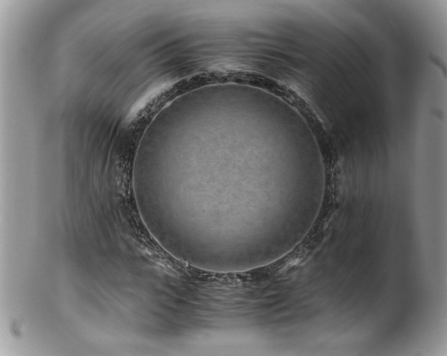 X0000100850919200806201210