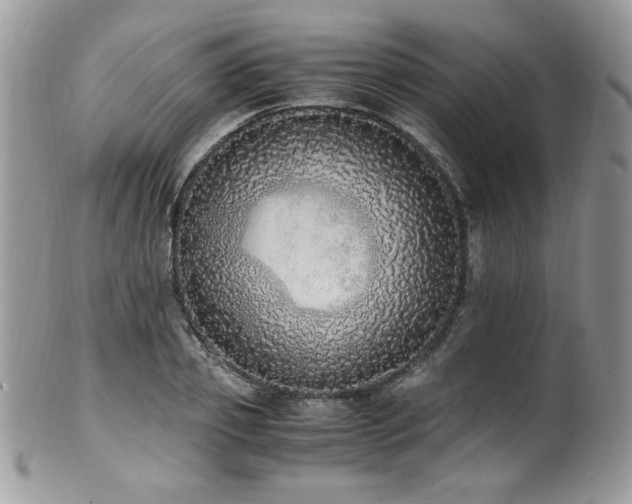 X0000100850933200806201210