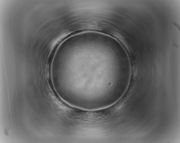 X0000100850987200806201210