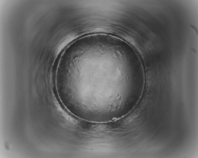 X0000100850991200806201210