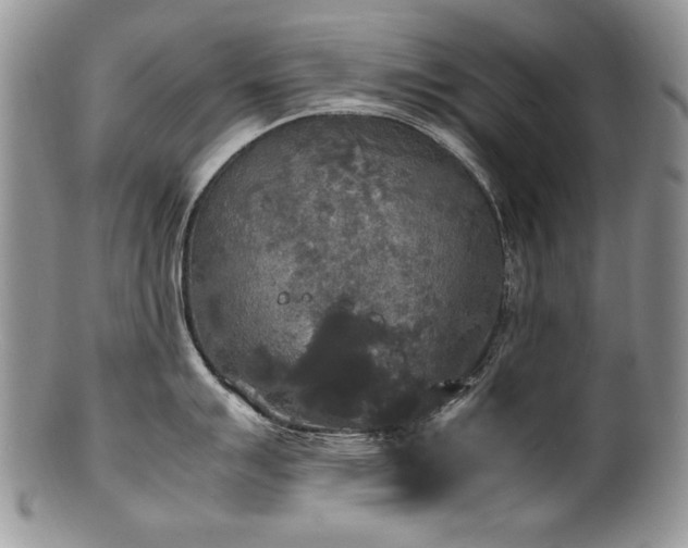 X0000100851007200806201209