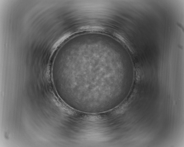 X0000100851074200806201208