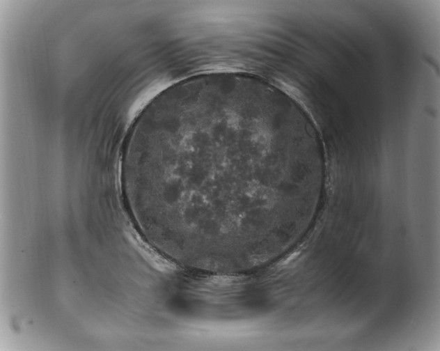 X0000100851179200806201207