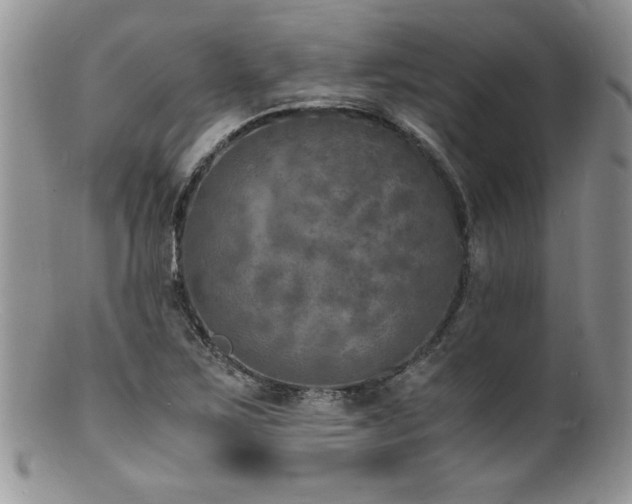 X0000100851267200806201205