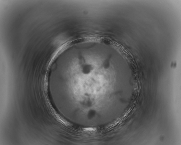 X0000100850053200806271145