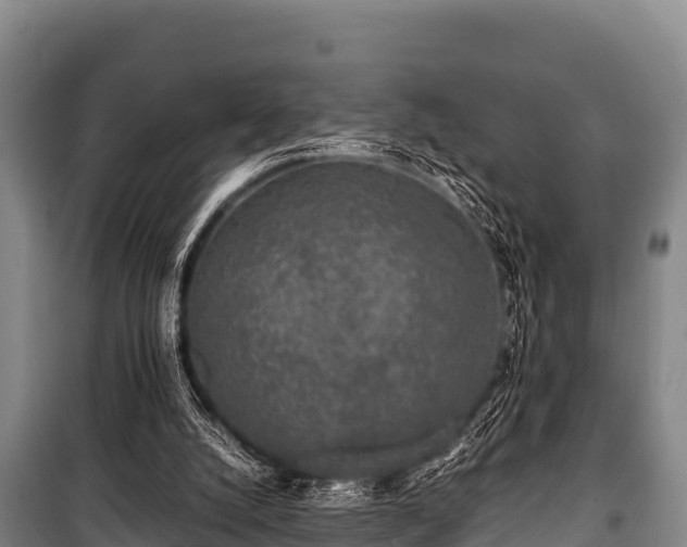 X0000100850056200806271145