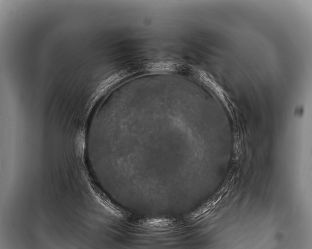 X0000100850059200806271145