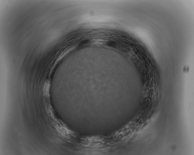 X0000100850146200806271144